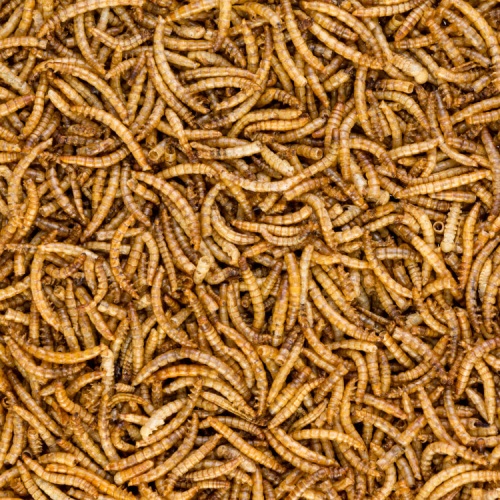 BeakyBites Dried Mealworms for Birds - 400g Bag